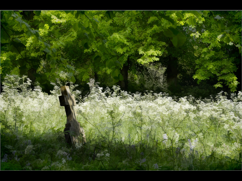 Forgotten by Sue Baker - C
