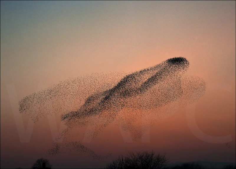Starlings Performing by Tony Thomas - C