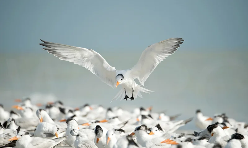 Royal Tern landing by Audrey Price