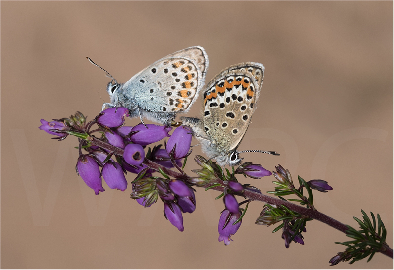  Silver Studded Blues Mating by Alan Lees - First (Adv) 