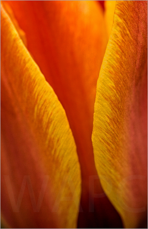  Tulip by Janet Griffiths - C (Adv) 