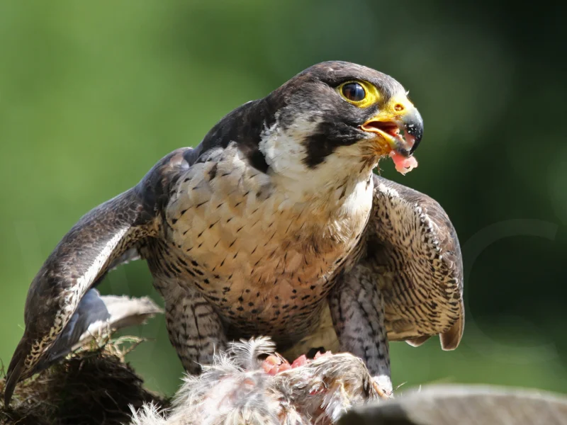 Peregrine Falcon with Prey by Peter Hodgkison - C (Int)