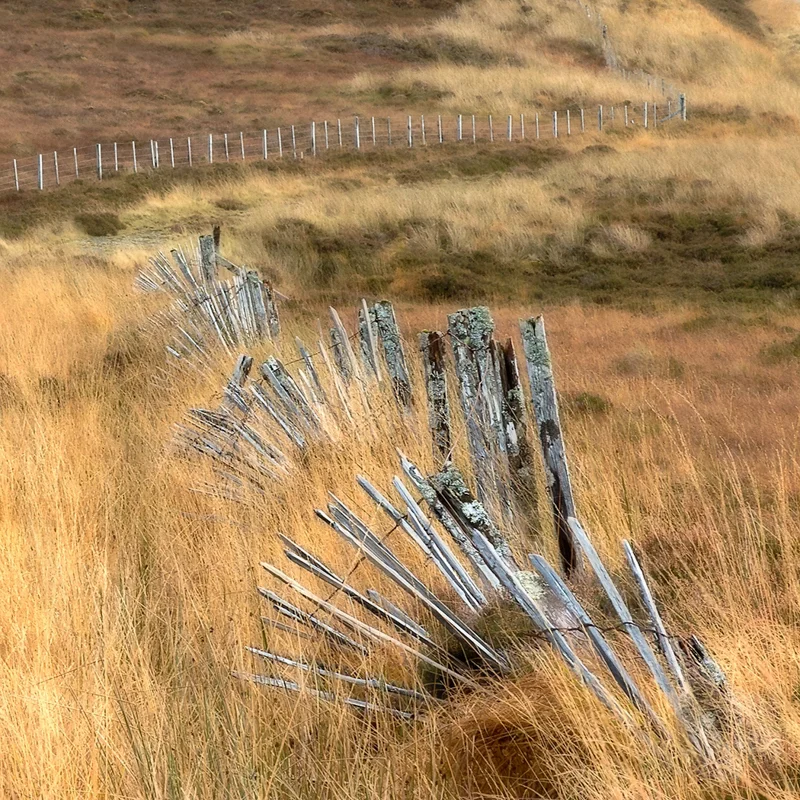 Snow Fences by Irene Froy - 1st (Adv col)