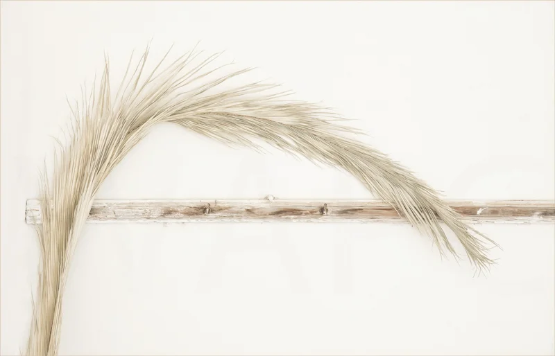Palm Branch by Tony Thomas - 2nd (Adv col)