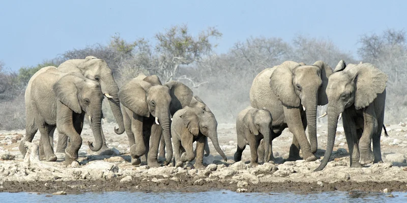Rush for the Waterhole by Audrey Price - C (Adv col)