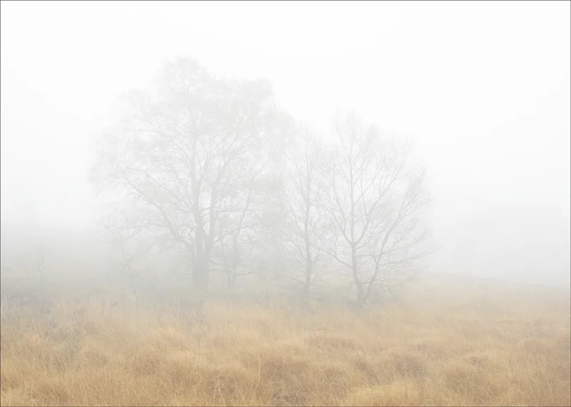 Trees in the Mist by Tony Thomas - C (Adv col)