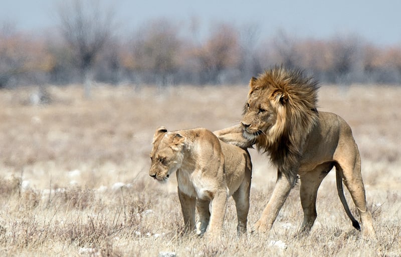  Mating Lions by Audrey Price - C (adv) 