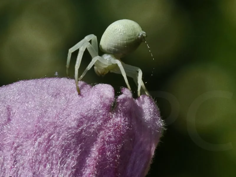 Crab Spider by Peter Hodgkison - C (int)