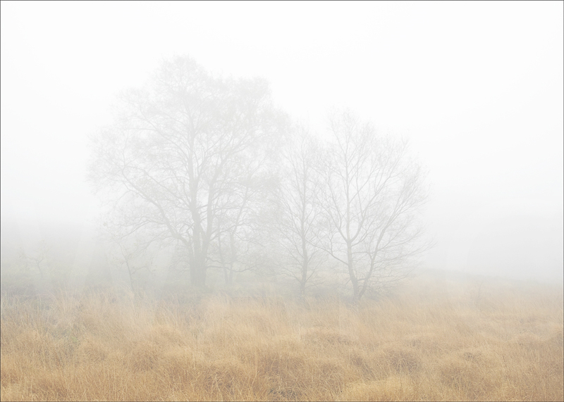 Trees in the Mist by Tony Thomas - C (adv col)