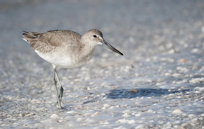 Willet by Russell Price - 3rd (adv col)