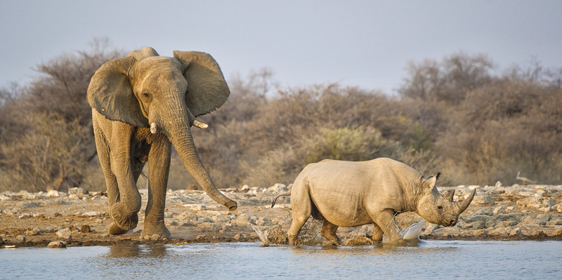 Elephant Dominating Rhino by Russell Price - HC (Adv)