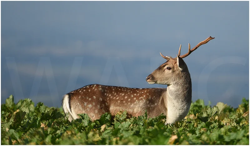 Fallow Deer Stag in Turnip Field by Alan Lees - C (Adv)