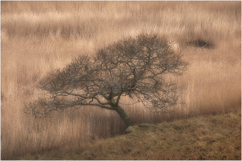  Winter Tree and Reeds by Sue Baker - 1st (Adv) 