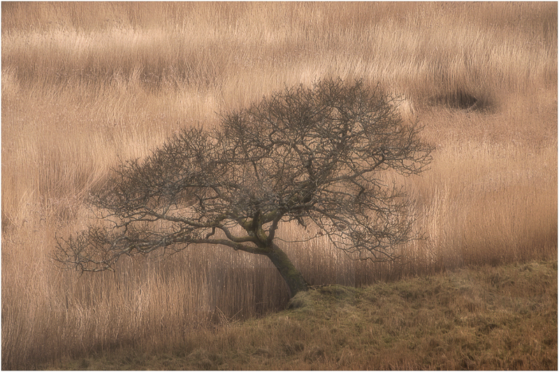 Winter Tree and Reeds by Sue Baker - 1st (Adv)