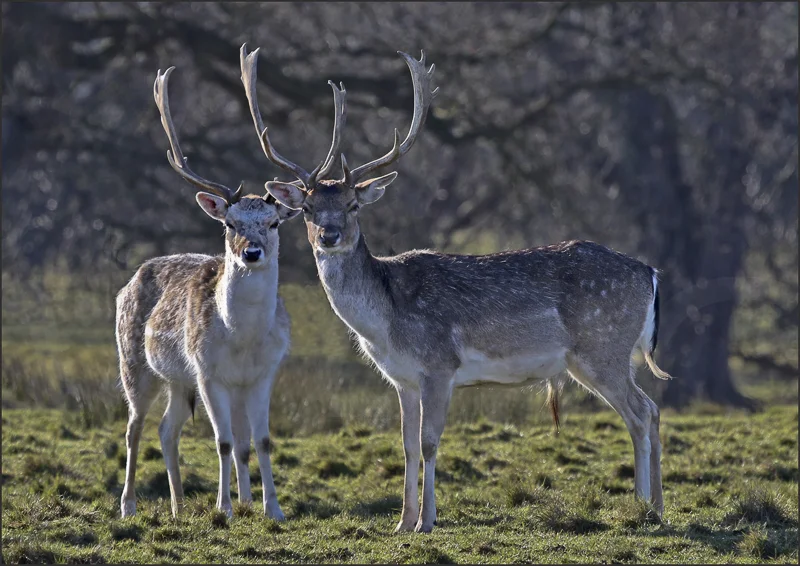 Fallow Bucks by Peter Hodgkison - HC (Int)