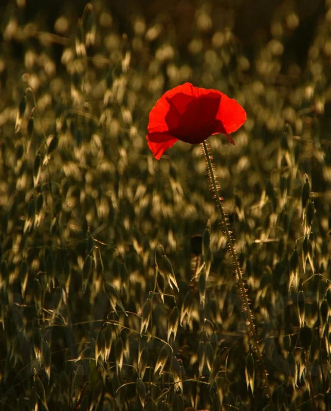 Poppy by Rachel Owen - C (Int)