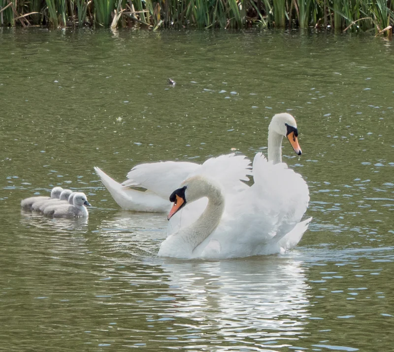 Swan Family by Mike Saxbee - C (Int)