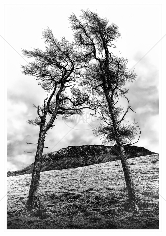 Embracing Trees by Calvin Downes - C (adv mono)