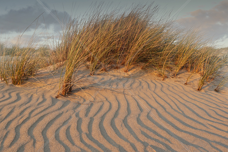  Dunes at Sunset by Peter Hodgkison - HC (Int col) 