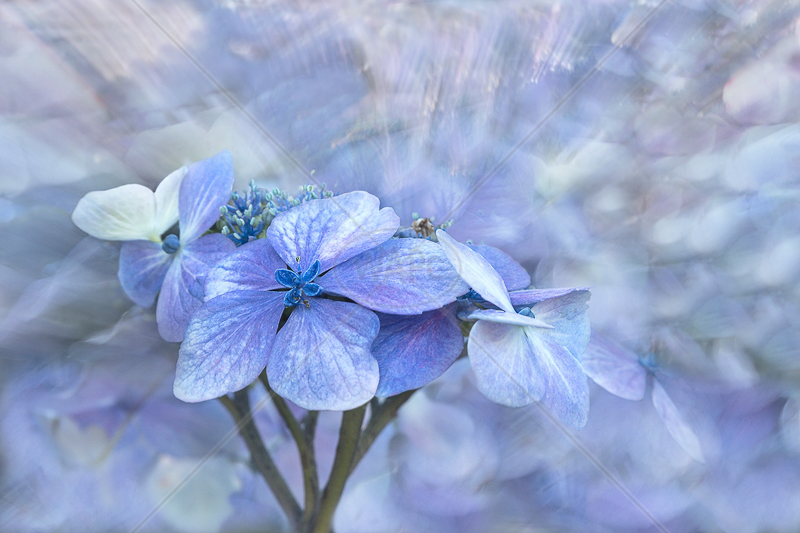Hydrangea Hedge by Irene Froy - C (adv col)