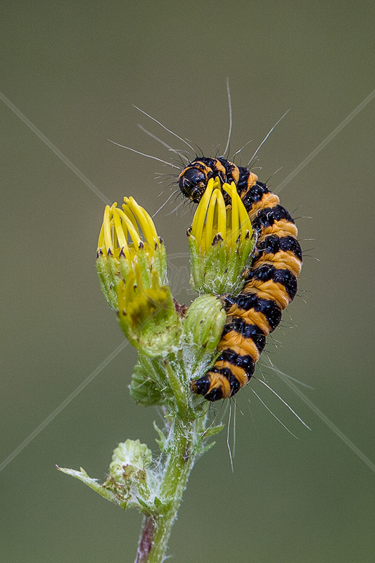  Cinnabar Caterpillar on Ragwort by Norman O'Neill - 1st (Adv) 