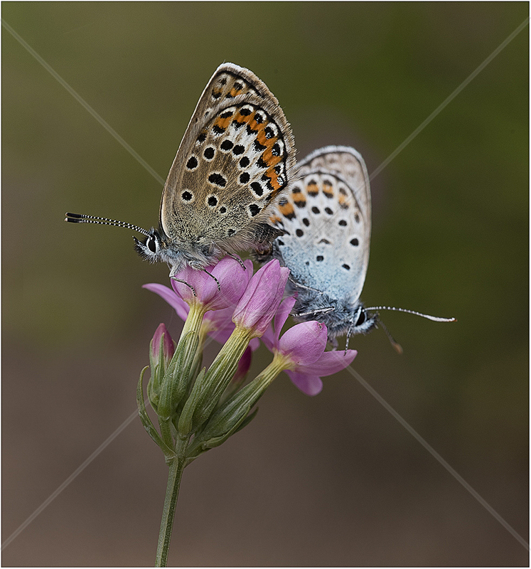  Silver Studded Blues on Campion by Alan Lees - 3rd (Adv) 