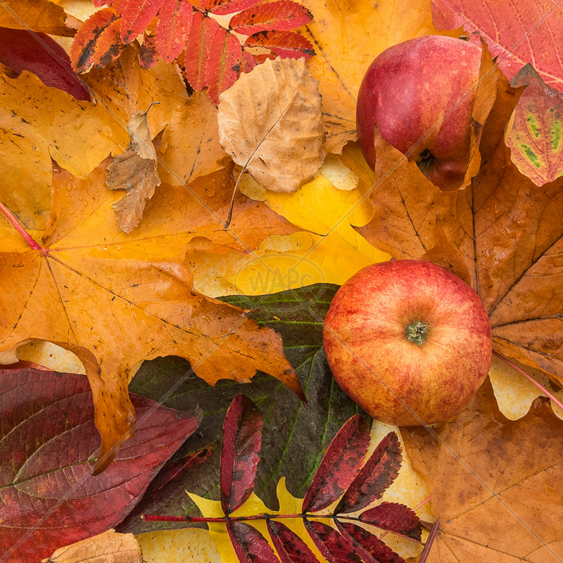  Fallen Apples by Gerry Froy - C (Int) 