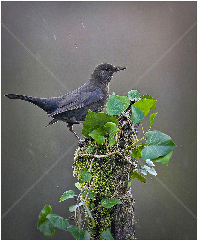  Blackbird by Steve Barber - Third (PDI) 