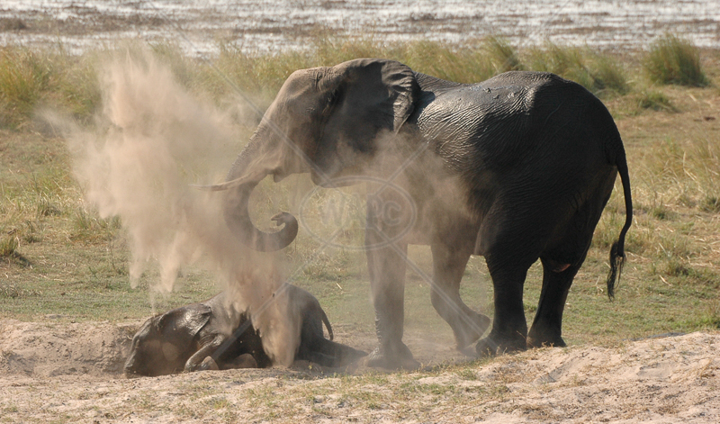  Elephant & Baby Dusting by Geoff Owen - C (PDI) 