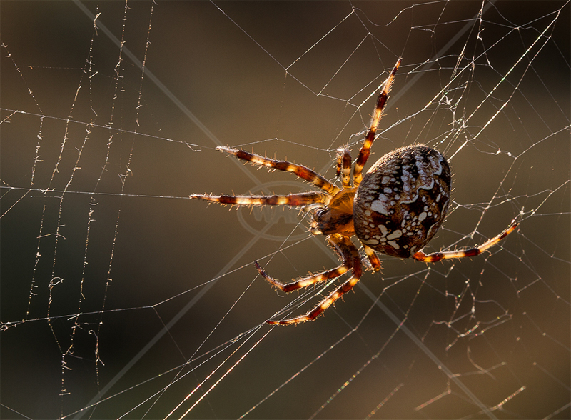  Garden Spider by Norman O'Neill - HC (PDI) 