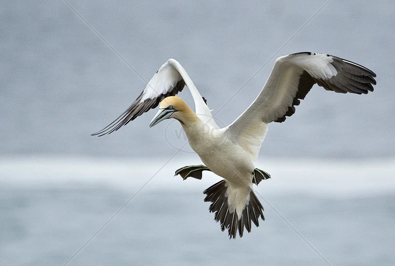 Landing Gannet by Russell Price - C (PDI)