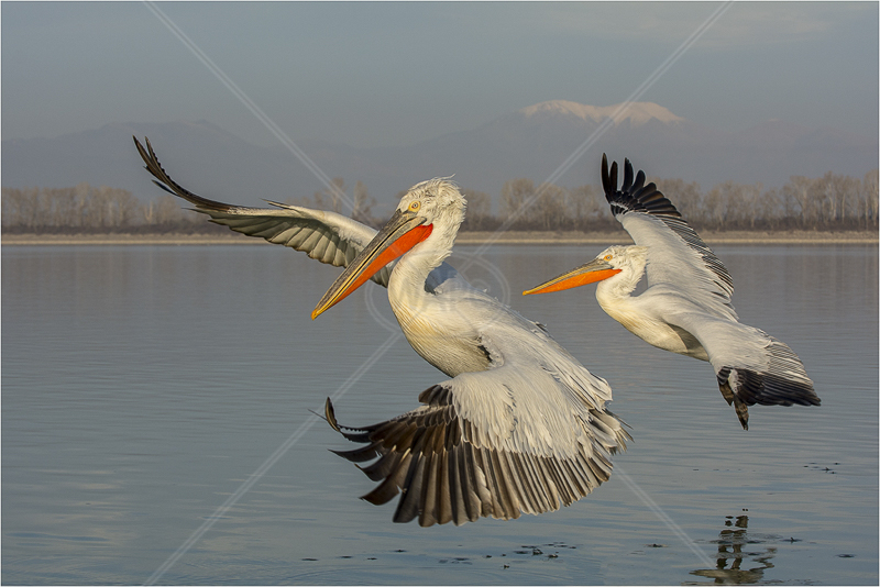  Pelicans Flying by Steve Barber - 2nd (PDI) 
