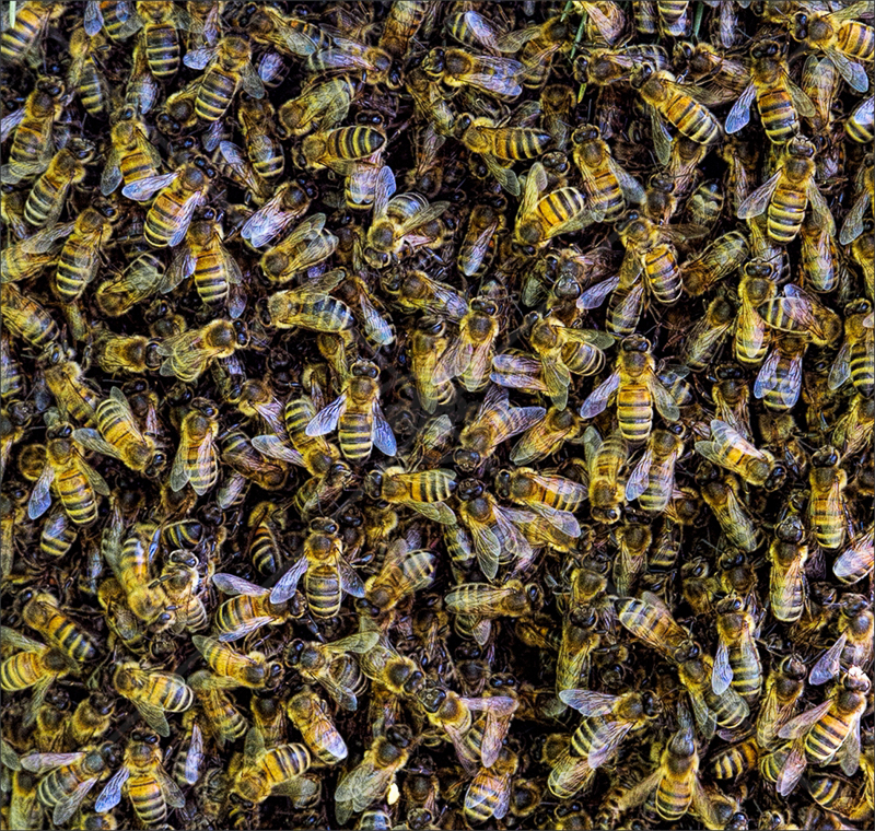  Swarming Bees by Calvin Downes - C (PDI) 