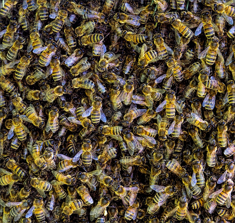Swarming Bees by Calvin Downes - C (PDI)