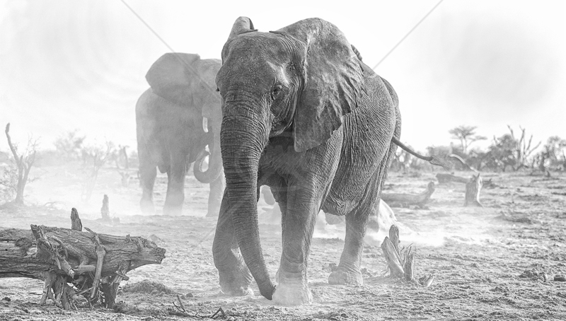  Bull Elephants by Audrey Price - HC (Adv mono) 