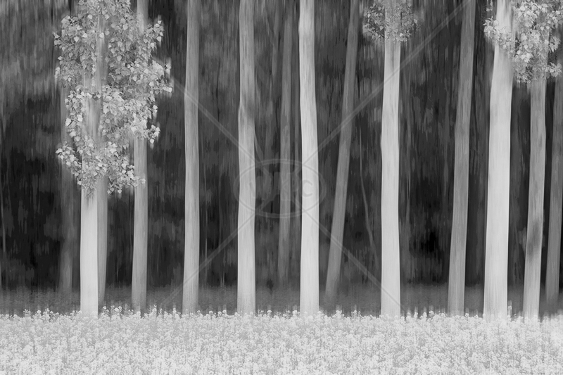  Poplars & Rape by Irene Froy - C (Adv mono) 