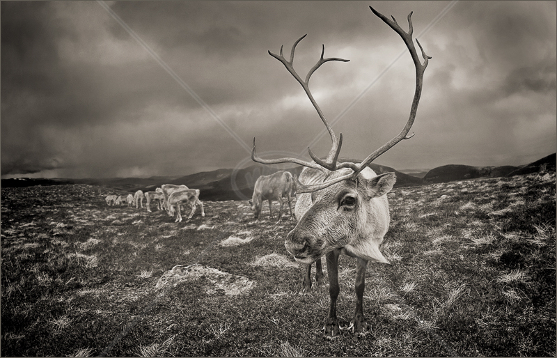  Reindeer Herd by Audrey Price - C (Adv mono) 