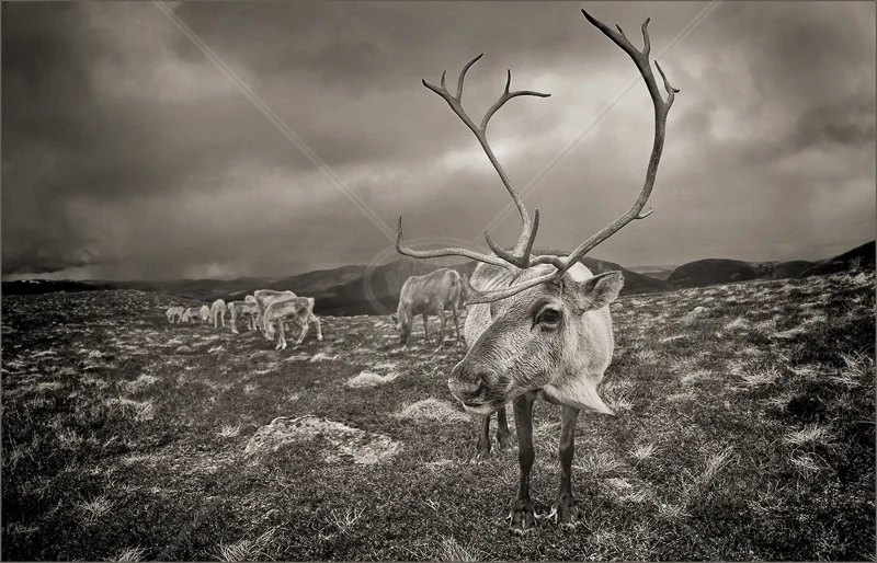 Reindeer Herd by Audrey Price - C (Adv mono)