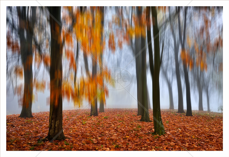 Autumn Impression by Chris Lewis - C (Adv col)