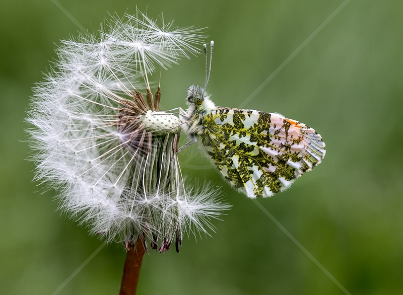  Male Orange Tip by Norman O'Neill - 1st (Adv col) 