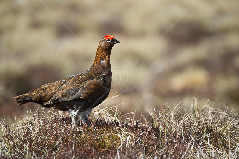  Male Red Grouse by Russell Price - C (Adv col) 