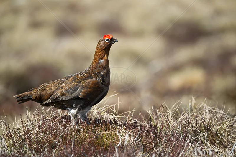 Male Red Grouse by Russell Price - C (Adv col)