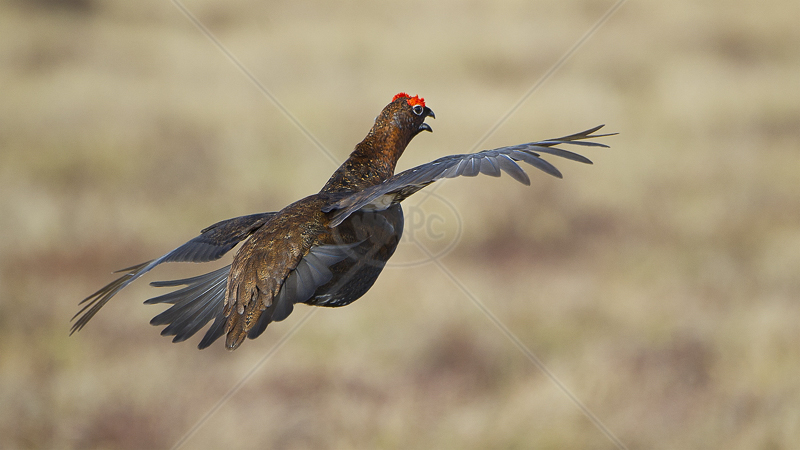  Flying Grouse by Russell Price - C (Adv) 