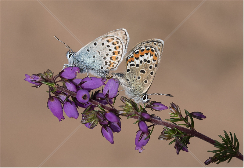  Silver Studded Blues Mating by Alan Lees - C (Adv) 