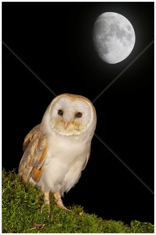 Barn Owl at Night by Peter Hodgkison - 1st (Int)