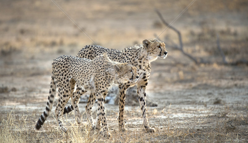 Hunting Tuition by Audrey Price - 2nd (Adv)