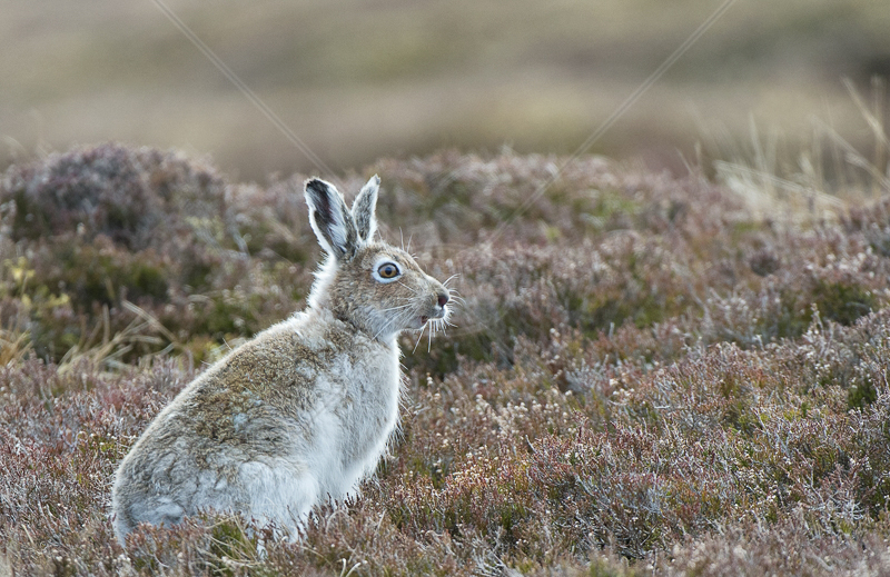 Mountain Hare in Transition by Audrey Price - C (Adv)