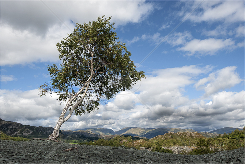  A Tree with a View by Steve Barber - C (Adv) 