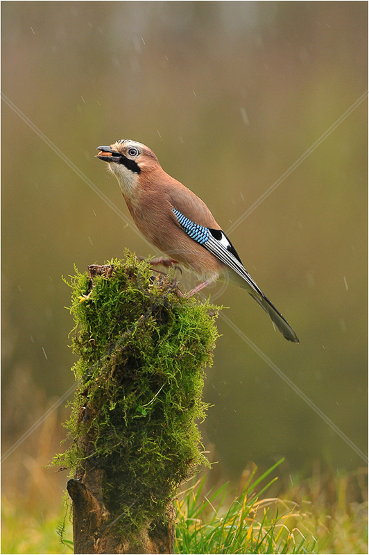  Jay in the Rain by Steve Barber - C (Adv) 