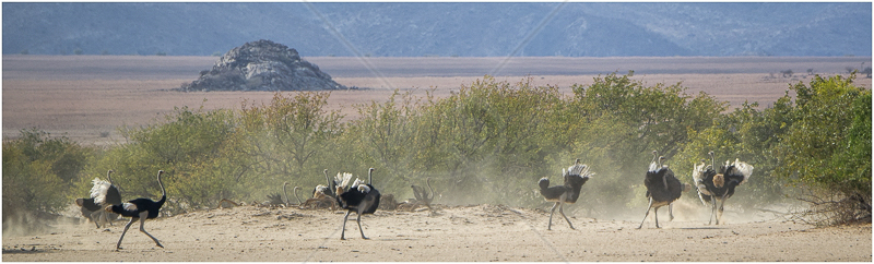  Ostrich Panorama by Russell Price - C (Adv) 